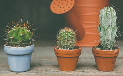 Small Cactus Pots from Chrome web store to be run with OffiDocs Chromium online Small Cactus Pots from Chrome web store to be run with OffiDocs Chromium online