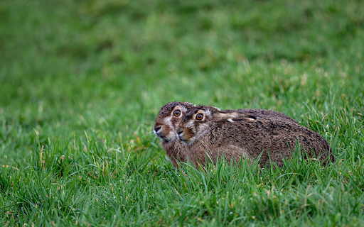 Small eared brown rabbit on the grass from Chrome web store to be run with OffiDocs Chromium online Small eared brown rabbit on the grass from Chrome web store to be run with OffiDocs Chromium online
