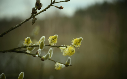 Small flower branch from Chrome web store to be run with OffiDocs Chromium online Small flower branch from Chrome web store to be run with OffiDocs Chromium online