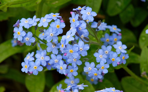 Small Green Flower Branch from Chrome web store to be run with OffiDocs Chromium online Small Green Flower Branch from Chrome web store to be run with OffiDocs Chromium online