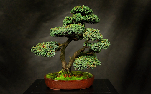 Small multi canopy tree from Chrome web store to be run with OffiDocs Chromium online Small multi canopy tree from Chrome web store to be run with OffiDocs Chromium online