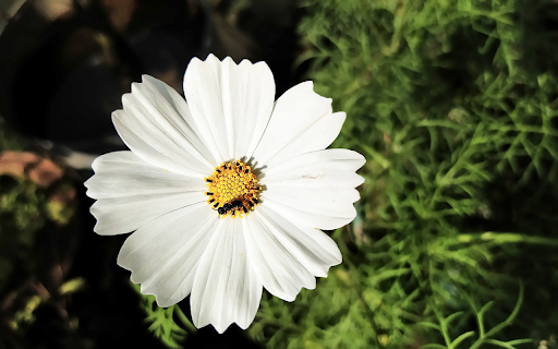 Small White Flower from Chrome web store to be run with OffiDocs Chromium online Small White Flower from Chrome web store to be run with OffiDocs Chromium online