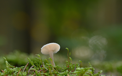 Small White Mushroom on Moss from Chrome web store to be run with OffiDocs Chromium online Small White Mushroom on Moss from Chrome web store to be run with OffiDocs Chromium online