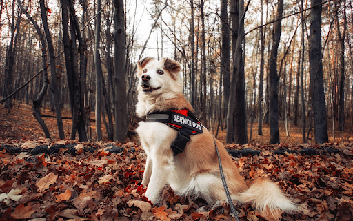 Smart dog from Chrome web store to be run with OffiDocs Chromium online Smart dog from Chrome web store to be run with OffiDocs Chromium online