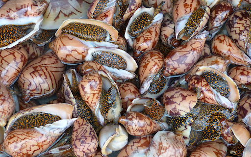 snails from Chrome web store to be run with OffiDocs Chromium online snails from Chrome web store to be run with OffiDocs Chromium online