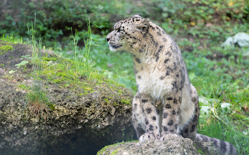 Snow Leopard Sitting on a Rock from Chrome web store to be run with OffiDocs Chromium online Snow Leopard Sitting on a Rock from Chrome web store to be run with OffiDocs Chromium online