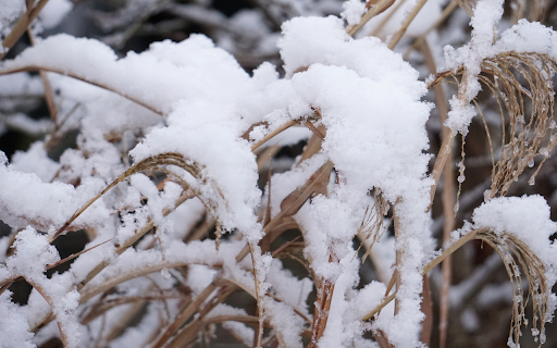 Snow on dry grass from Chrome web store to be run with OffiDocs Chromium online Snow on dry grass from Chrome web store to be run with OffiDocs Chromium online