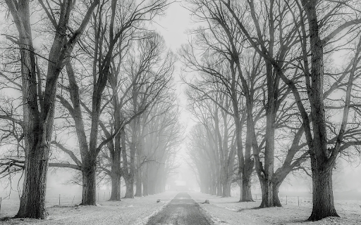 Snowy path through the woods from Chrome web store to be run with OffiDocs Chromium online Snowy path through the woods from Chrome web store to be run with OffiDocs Chromium online