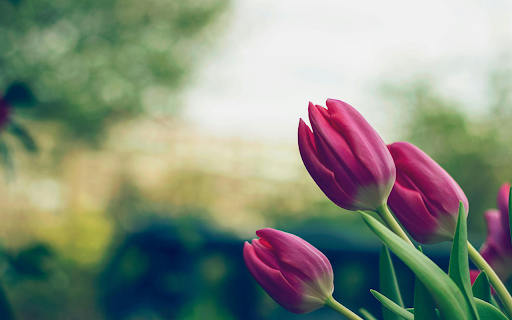 Soft Tulip Garden Theme from Chrome web store to be run with OffiDocs Chromium online Soft Tulip Garden Theme from Chrome web store to be run with OffiDocs Chromium online
