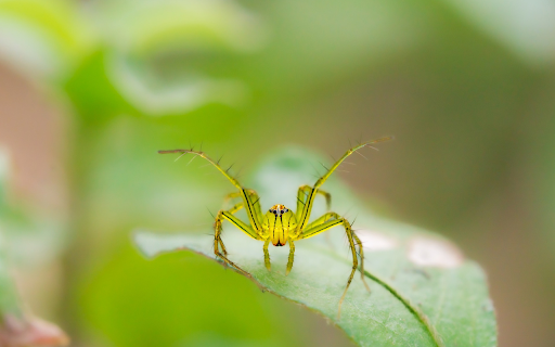 Spider and the Thorns from Chrome web store to be run with OffiDocs Chromium online Spider and the Thorns from Chrome web store to be run with OffiDocs Chromium online
