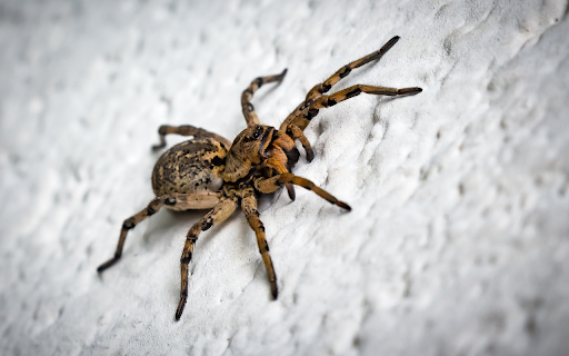 Spider crawling on cliff from Chrome web store to be run with OffiDocs Chromium online Spider crawling on cliff from Chrome web store to be run with OffiDocs Chromium online