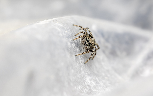 Spider crawling on rocks from Chrome web store to be run with OffiDocs Chromium online Spider crawling on rocks from Chrome web store to be run with OffiDocs Chromium online