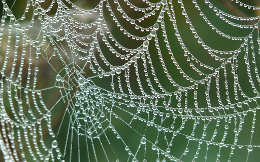 Spider nest stagnates water from Chrome web store to be run with OffiDocs Chromium online Spider nest stagnates water from Chrome web store to be run with OffiDocs Chromium online