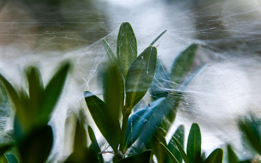 Spiderweb from Chrome web store to be run with OffiDocs Chromium online Spiderweb from Chrome web store to be run with OffiDocs Chromium online