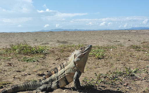 Spiny lizard from Chrome web store to be run with OffiDocs Chromium online Spiny lizard from Chrome web store to be run with OffiDocs Chromium online