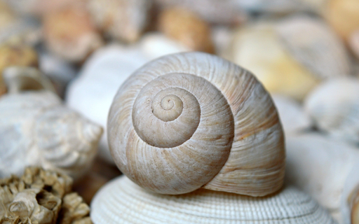 Spiral Seashell Close Up from Chrome web store to be run with OffiDocs Chromium online Spiral Seashell Close Up from Chrome web store to be run with OffiDocs Chromium online