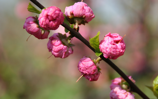 Spring Awakening from Chrome web store to be run with OffiDocs Chromium online Spring Awakening from Chrome web store to be run with OffiDocs Chromium online