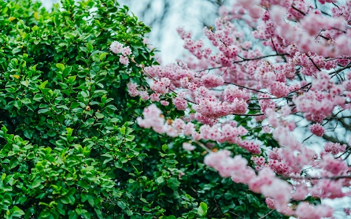 Spring Blossom Serenity from Chrome web store to be run with OffiDocs Chromium online Spring Blossom Serenity from Chrome web store to be run with OffiDocs Chromium online