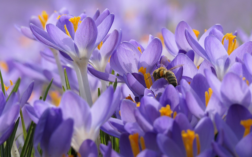 Spring Harmony from Chrome web store to be run with OffiDocs Chromium online Spring Harmony from Chrome web store to be run with OffiDocs Chromium online