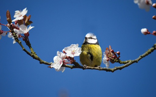 Spring Morning with Blue Tit from Chrome web store to be run with OffiDocs Chromium online Spring Morning with Blue Tit from Chrome web store to be run with OffiDocs Chromium online