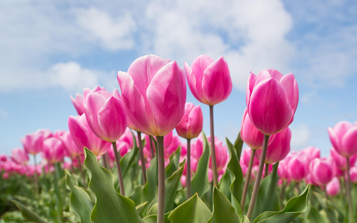 Spring Radiance from Chrome web store to be run with OffiDocs Chromium online Spring Radiance from Chrome web store to be run with OffiDocs Chromium online