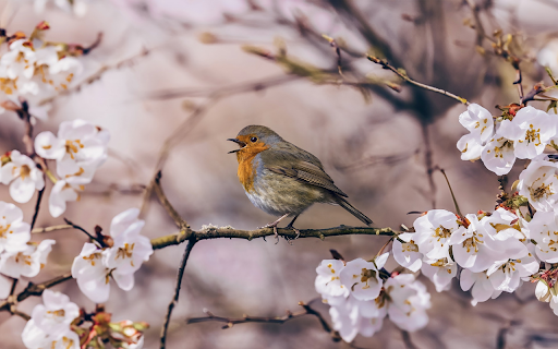 spring roses Theme from Chrome web store to be run with OffiDocs Chromium online spring roses Theme from Chrome web store to be run with OffiDocs Chromium online