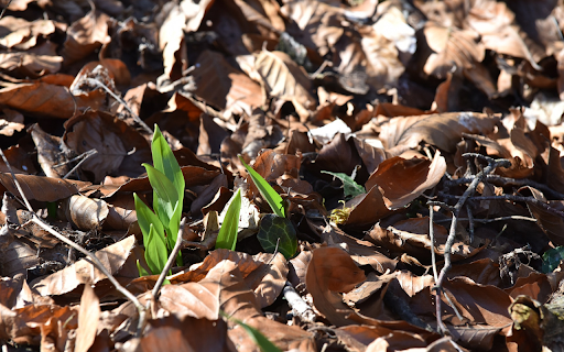 Sprouts under dry leaves from Chrome web store to be run with OffiDocs Chromium online Sprouts under dry leaves from Chrome web store to be run with OffiDocs Chromium online