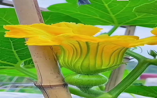 Squash flower wallpaper from Chrome web store to be run with OffiDocs Chromium online Squash flower wallpaper from Chrome web store to be run with OffiDocs Chromium online