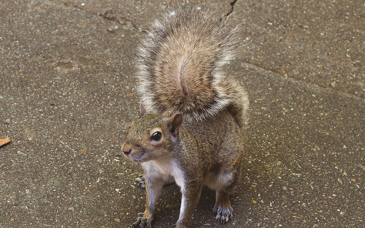 Squirrel and bushy tail from Chrome web store to be run with OffiDocs Chromium online Squirrel and bushy tail from Chrome web store to be run with OffiDocs Chromium online