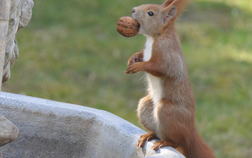 Squirrel and Walnut from Chrome web store to be run with OffiDocs Chromium online Squirrel and Walnut from Chrome web store to be run with OffiDocs Chromium online
