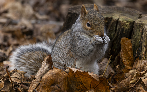 Squirrel looking for food from Chrome web store to be run with OffiDocs Chromium online Squirrel looking for food from Chrome web store to be run with OffiDocs Chromium online