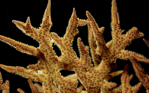 Staghorn coral bushes from Chrome web store to be run with OffiDocs Chromium online Staghorn coral bushes from Chrome web store to be run with OffiDocs Chromium online