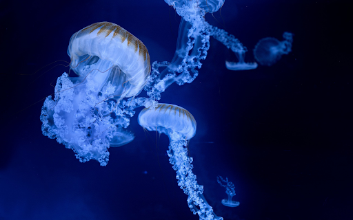 Starfish from Chrome web store to be run with OffiDocs Chromium online Starfish from Chrome web store to be run with OffiDocs Chromium online