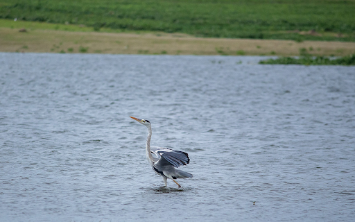 Stork in the River from Chrome web store to be run with OffiDocs Chromium online Stork in the River from Chrome web store to be run with OffiDocs Chromium online