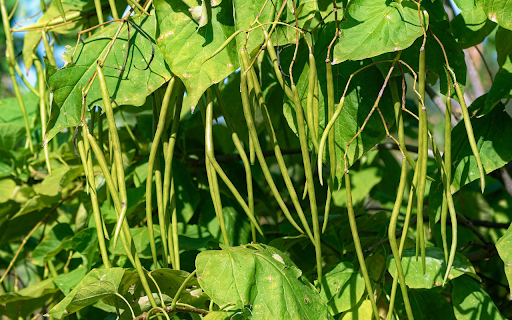 String bean from Chrome web store to be run with OffiDocs Chromium online String bean from Chrome web store to be run with OffiDocs Chromium online