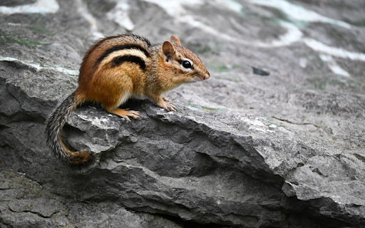 Striped squirrel on rock from Chrome web store to be run with OffiDocs Chromium online Striped squirrel on rock from Chrome web store to be run with OffiDocs Chromium online