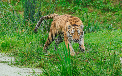 Striped tiger by the river from Chrome web store to be run with OffiDocs Chromium online Striped tiger by the river from Chrome web store to be run with OffiDocs Chromium online