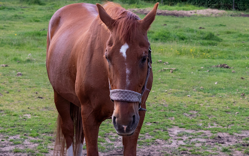 Strong Horse from Chrome web store to be run with OffiDocs Chromium online Strong Horse from Chrome web store to be run with OffiDocs Chromium online