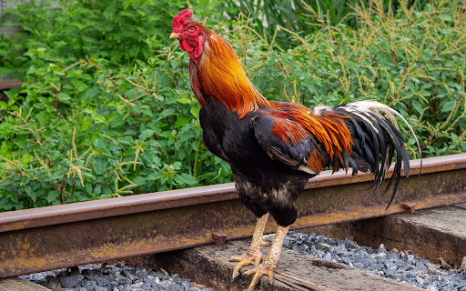 Strong rooster from Chrome web store to be run with OffiDocs Chromium online Strong rooster from Chrome web store to be run with OffiDocs Chromium online