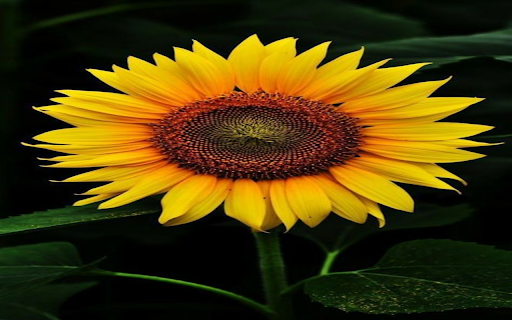 Sunflower Wallpaper from Chrome web store to be run with OffiDocs Chromium online Sunflower Wallpaper from Chrome web store to be run with OffiDocs Chromium online
