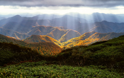 Sunlight shines in the forest from Chrome web store to be run with OffiDocs Chromium online Sunlight shines in the forest from Chrome web store to be run with OffiDocs Chromium online