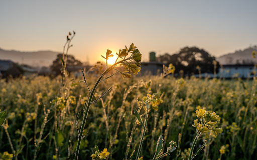 Sunrise and flowers from Chrome web store to be run with OffiDocs Chromium online Sunrise and flowers from Chrome web store to be run with OffiDocs Chromium online