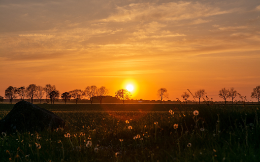Sunset behind the trees from Chrome web store to be run with OffiDocs Chromium online Sunset behind the trees from Chrome web store to be run with OffiDocs Chromium online
