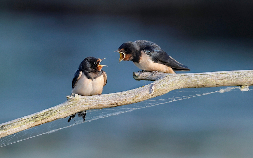 Swallow Talk from Chrome web store to be run with OffiDocs Chromium online Swallow Talk from Chrome web store to be run with OffiDocs Chromium online