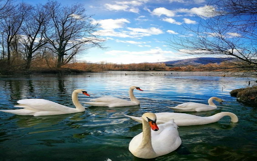 Swan flock wallpaper from Chrome web store to be run with OffiDocs Chromium online Swan flock wallpaper from Chrome web store to be run with OffiDocs Chromium online