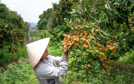 Sweet and Fragrant Lychee Clusters from Chrome web store to be run with OffiDocs Chromium online Sweet and Fragrant Lychee Clusters from Chrome web store to be run with OffiDocs Chromium online