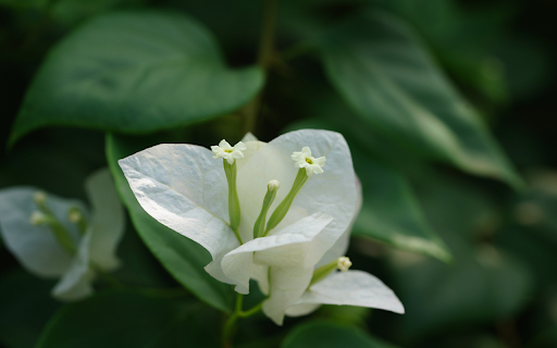 sweet potato flowers from Chrome web store to be run with OffiDocs Chromium online sweet potato flowers from Chrome web store to be run with OffiDocs Chromium online