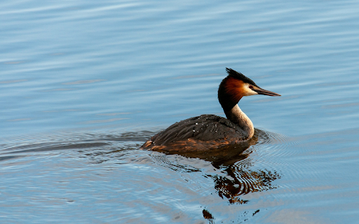 Swimming bird from Chrome web store to be run with OffiDocs Chromium online Swimming bird from Chrome web store to be run with OffiDocs Chromium online