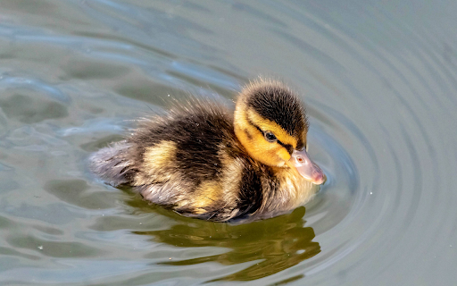 Swimming Duck from Chrome web store to be run with OffiDocs Chromium online Swimming Duck from Chrome web store to be run with OffiDocs Chromium online