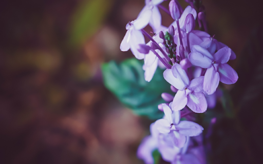Syringa Oblata A Symphony of Elegance and Fragrance from Chrome web store to be run with OffiDocs Chromium online Syringa Oblata A Symphony of Elegance and Fragrance from Chrome web store to be run with OffiDocs Chromium online